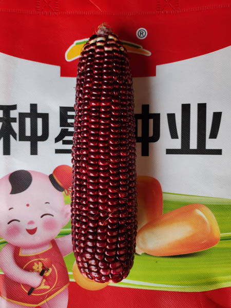 种星紫甜玉米289.jpg