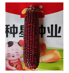 种星紫甜玉米289